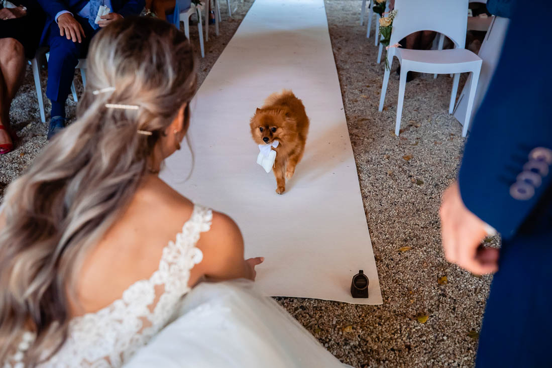 De hond brengt de ringen op de bruiloft